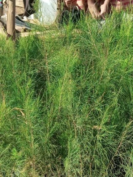 Plant trees is the solution to Climate change