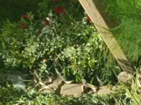 Saplings