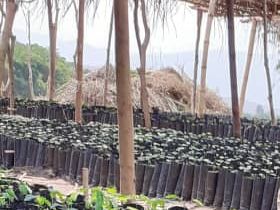 saplings to be planted in the Mitumba Mountain range.