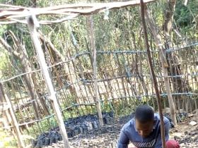 Nursery preparation