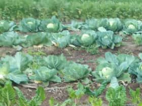 Produce for sale