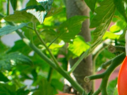 Vegetable crop production through sustainable tillage practices.