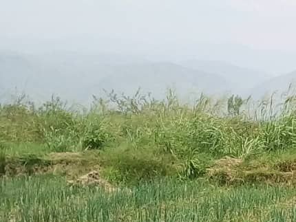 Vegetable crop production through sustainable tillage practices.