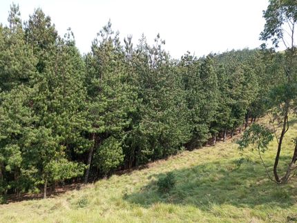 The Great Forest Corridor project starting in Luhwindja with our partner ADMR