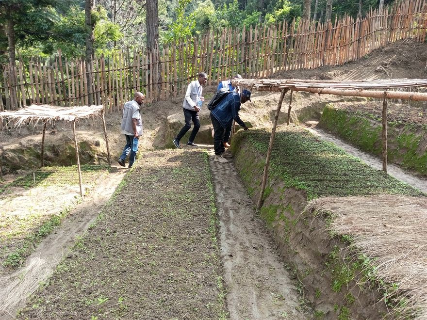 Nursery for endangered tree species.